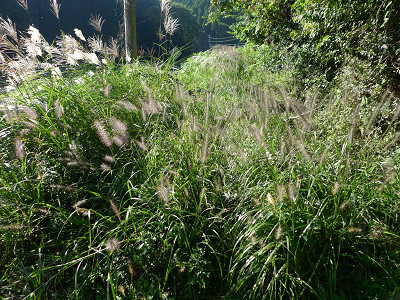 伊勢本街道 自明〜山粕 20120928
